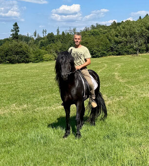 Připouštění černým hřebcem Welsh Cob D - rok 2026 - 18