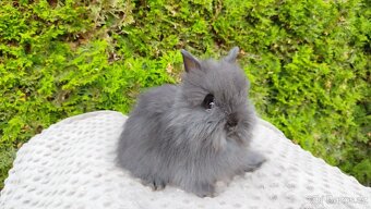 Zakrslý králík, králíček - TEDDY - OLAF, OLIVER, OLINA - 18