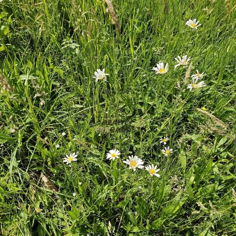 Prodej ovocného sadu 4 253 m2 v Koryčanech - 18