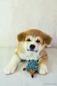 Štěňata Akita Inu - 18