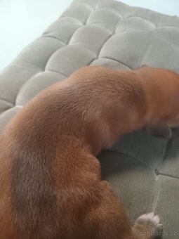 Na prodej amstaff štěňata - 18