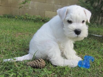 Knírač malý bílý - štěňátka s PP fenky - 18