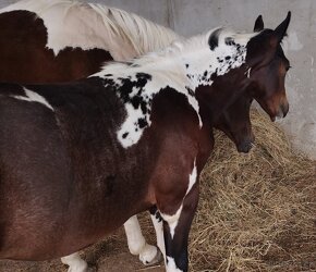 Luxusní PAINT Horse plemeník, DOUBLE HOMOZYGOT - 18