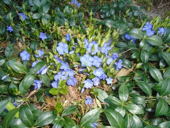 Odolné přebytky ze zahrady - 18