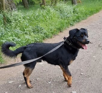 BENÍK K ADOPCI - přátelský, akční, umazlený - 18