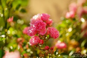 Dálkoměrný FED 3 + Industar 26M (2.8/50 mm) - 1961 - 18