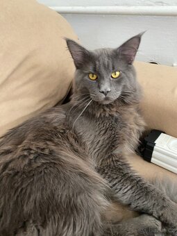 Poslední mainská holčička - blue smoked - JIŽ K ODBĚRU - 18