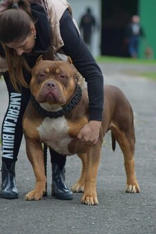 American Bully XL XXL - 18