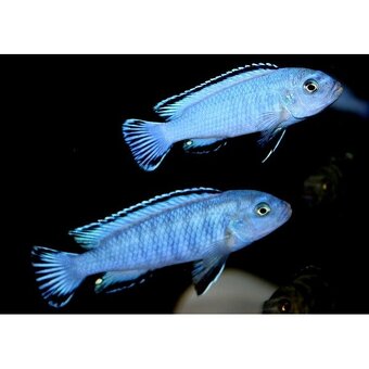 Tlamovci Malawi - 18