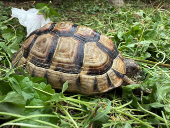želva zelenavá a vroubená odrostlá mláďata - 18