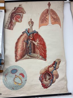 Školní mapy a výukové obrazy - 18