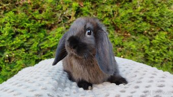 Zakrslý beránek, králíček, králík - PEGAS - 18
