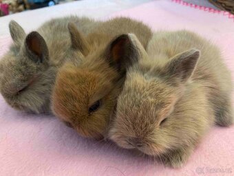 MORČATA, ZAKRSLÍ KRÁLÍCI - 18