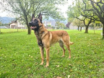 Belgický ovčák malinois - 18