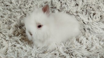 Zakrslý králík, králíček -(TEDDY)-HERBERT A HEIDY - 18