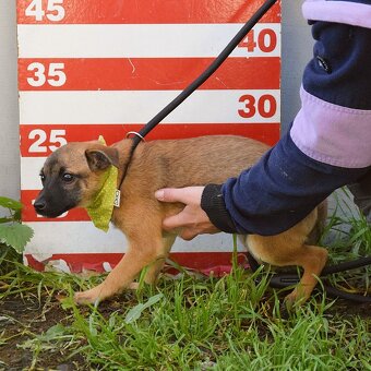 Samko hledá domov - 18