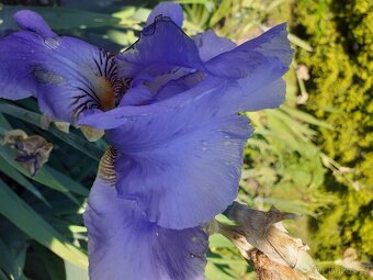 TRVALKY, SKALNIČKY, BYLINKY - 18