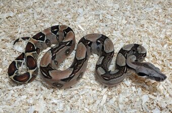 Boa imperator- Sharp Sunglow 66% het Sterling,Hypo Sterling - 18
