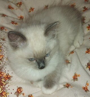 Maciatka ragdoll na odber - 18