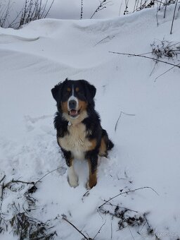 FENKA- KŘÍŽENEC, BERNSKÝ SALAŠNICKÝ X LABRADOR - 18