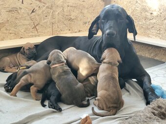 Brazilská fila - 18