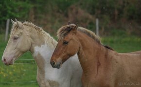 Hříbě s hypoalergenní srstí - Curly Horse roční klisna - 18