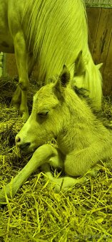 Letošní hřebeček - 18