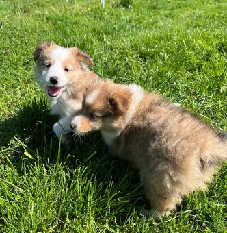 Štěňátka Sheltie/Šeltie bez PP - 18