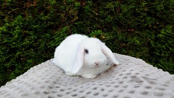 Zakrslý beránek, králíček, králík - TYMIÁN - 18