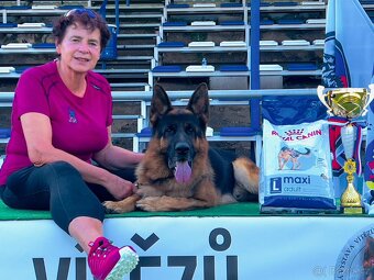 Německý ovčák štěňata - 18