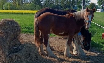 Drum horse hřebec, matka Shire horse, otec irský cob - 18