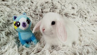 Zakrslý beránek, králíček, králík - TIMIAN - 18