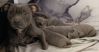 Stafordšírský bulteriér - 18