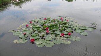 vodní rostliny bahenní rostliny - 18