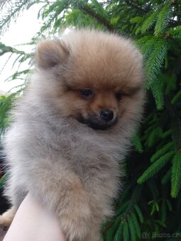 POMERANIAN - 18