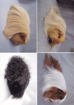 pohledy zvířat - 18