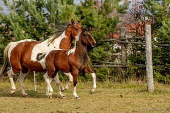 Letošní paint horse klisnička - 18