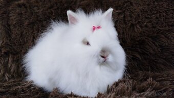 Zakrslý králík, králíček -(TEDDY)-HEIDY - 18