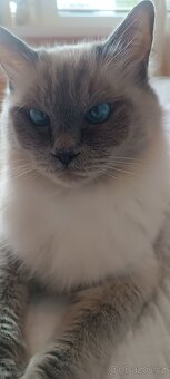 Ragdoll kotatka ,kotata - 18