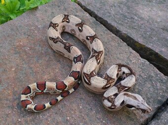 Boa imperator- Sharp Sunglow 66% het Sterling,Hypo Sterling - 18