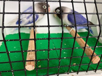 Agapornis fischeri - 18