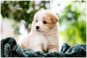 Border Collie, Border Kolia s PP FCI barva ee red - 18