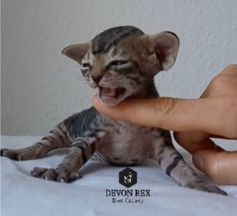 Devon rex - 18