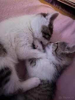 6 Rozkošných Koťátek (Máma Britka s PP x Pouliční Elegán) - 18