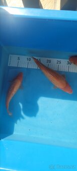 Prodam KOI pouze uznavane variery - 18