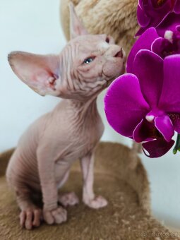 Sphynx koťátka - 18