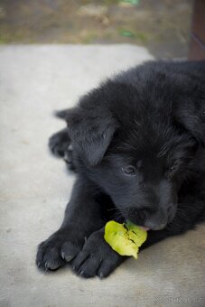 Německý ovčák s PP - 18