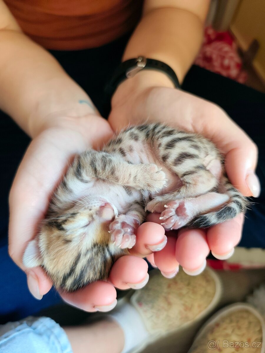 Bengálská kočička s PP - 19
