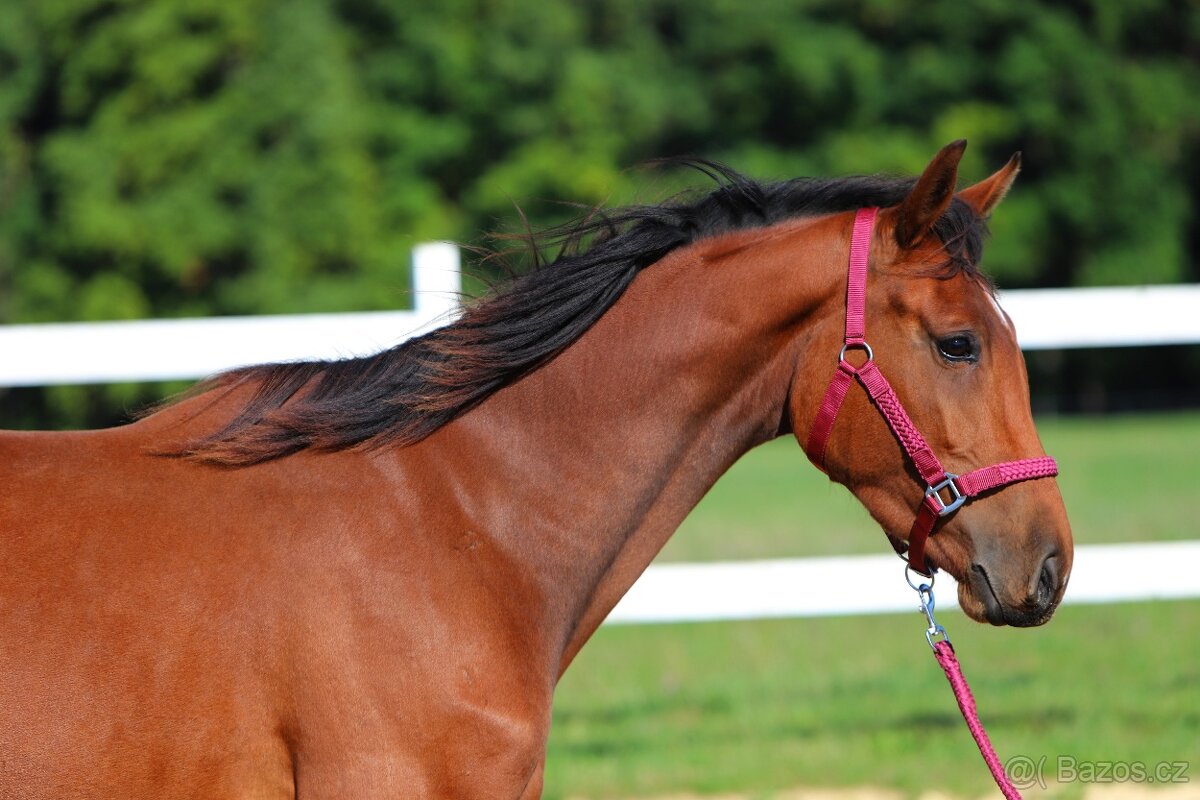 ____Klisna český teplokrevník___ - 19