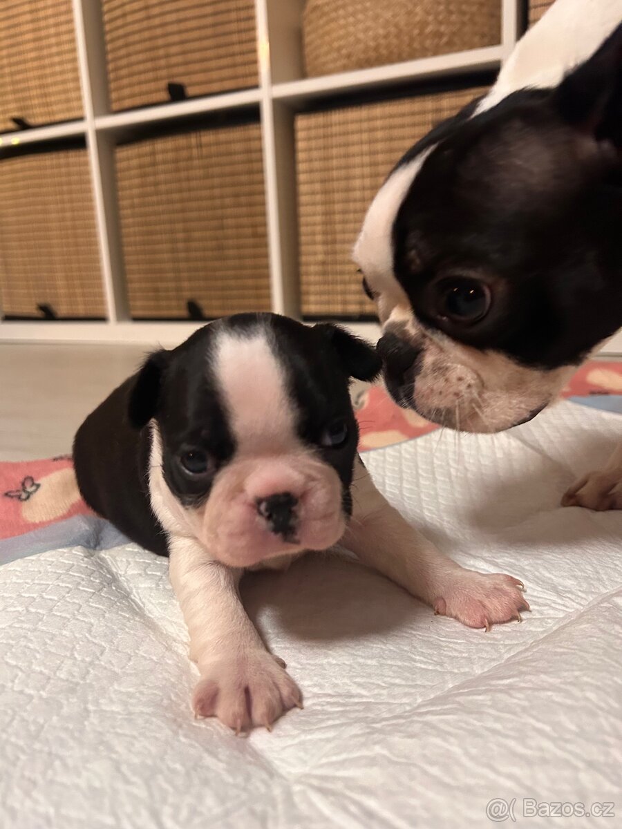 Bostonský teriér - 19